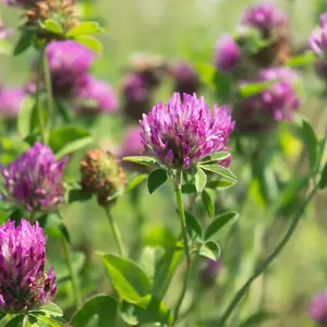 Red Clover plant