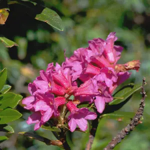 Rusty-leaved Rhododendron plant