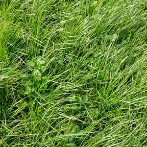 Rye Grass plant