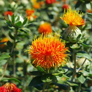 Safflower plant