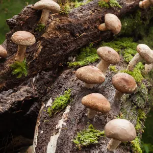 Shiitake Mushroom growing on trees