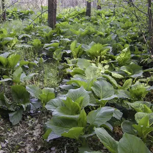 Skunk Cabbage plants