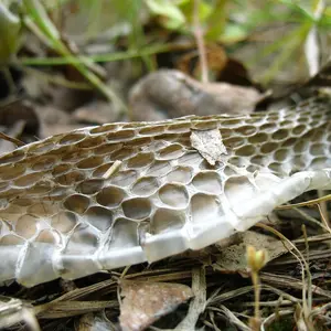 Snake Skin in the ground