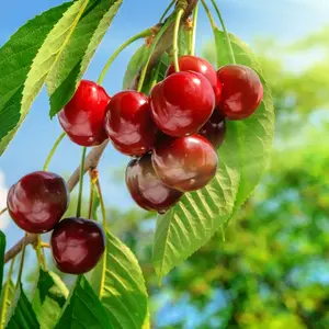 Sweet Cherry fruit in plant