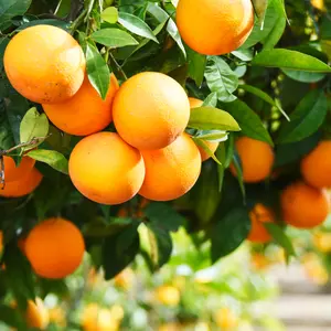 Sweet Orange fruit in tree