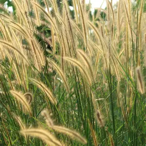 Sweet Vernal Grass plant