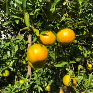 Tangerine fruit in plant