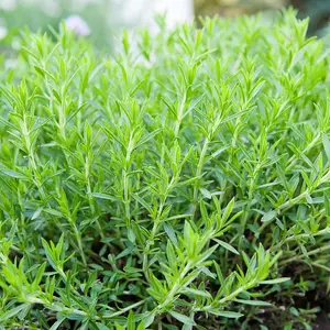 Tarragon plant