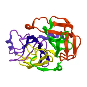 Trypsin Molecular structure