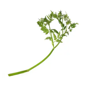 Water Fennel plant
