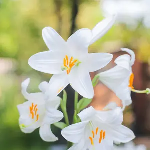 White Lily plant