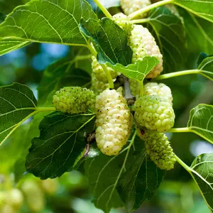 White Mulberry plant