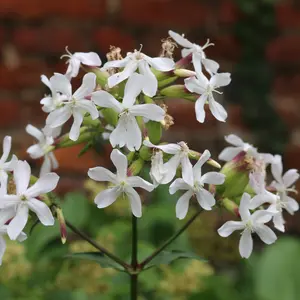 White Soapwort plant