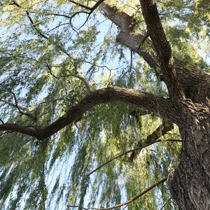 weeping willow tree