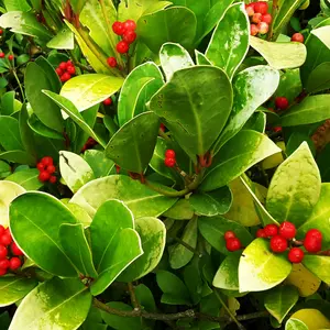 Wintergreen plant