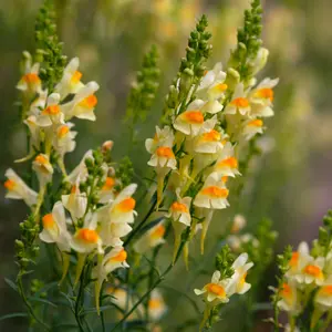 Yellow Toadflax plant