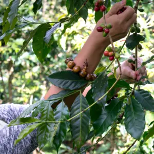 woman picking coffee beans