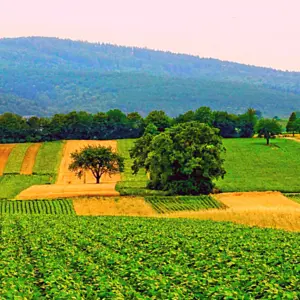 farm field