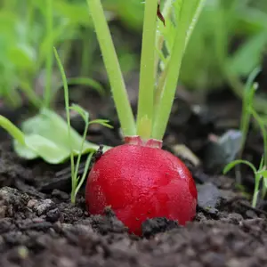 radishes
