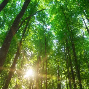 Looking up at trees in forest