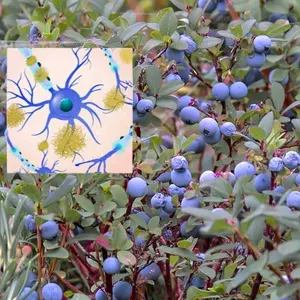 Blueberries with Neurons in the healthy brain in comparison Alzheimer's disease with amyloid plaques.