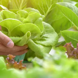 Close up hand farmer in garden during morning time