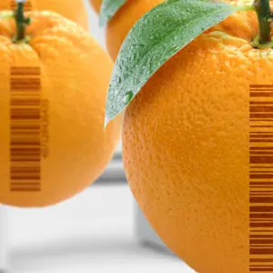Genetically modified food concept (GMO). Oranges artificially produced in laboratory
