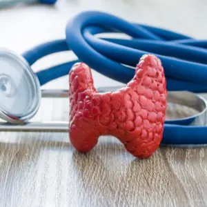 foreground is model of thyroid gland near stethoscope on table in background blurred silhouette doctor at table