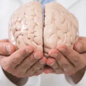 Close-up Of A Doctor's Hand Holding Human Brain Model