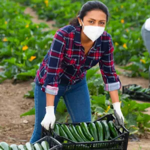 woman in medical face mask working on farm field in spring day, harvesting organic zucchini