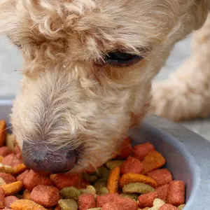 Dry food and the dog