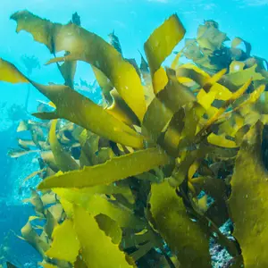Green Seaweed Green Seaweed