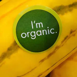 Organic labeled Delicata squash 