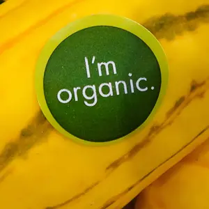 Organic labeled Delicata squash Organic labeled Delicata squash