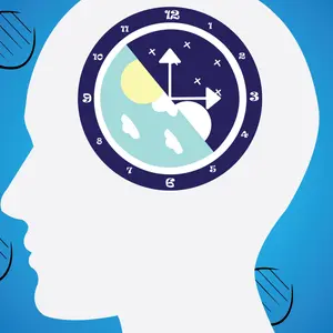 The circadian rhythms are controlled by biological clocks