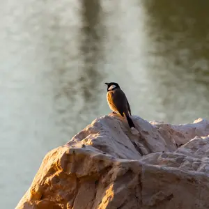 A lone gray bird sits on a bright stone on the shore of the bay.