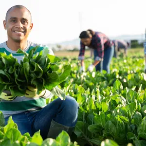 farm owner demonstrates chard harvest in his field