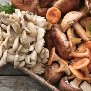 Wicker tray with variety of raw mushrooms on wooden table