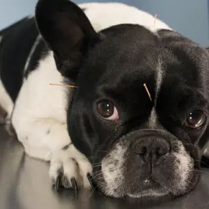 Veterinarian performing acupuncture in dogs