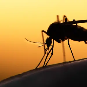 Mosquito on human skin at sunset