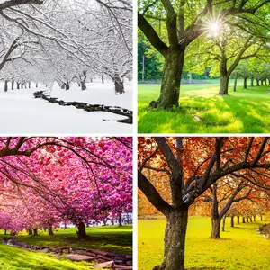 Four seasons with japanese cherry trees in Hurd Park, Dover, New Jersey