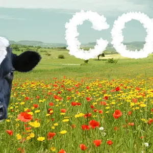 CO2 grassland with sky clouded by pollution and a watching cow