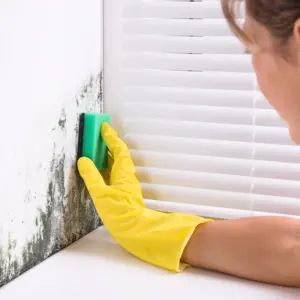 Close-up Of Woman Cleaning Mold From Wall Using Sponge