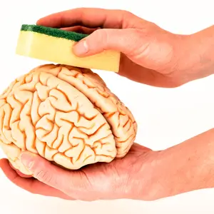 Brain model in hands by washing with sponge