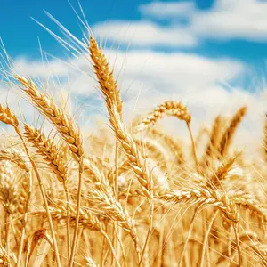 Gold wheat field and blue sky