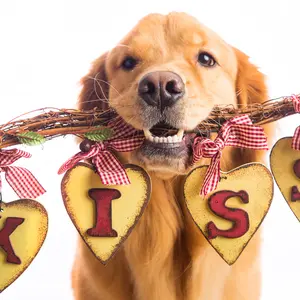 A beautiful Golden Retriever Dog holding a sign in his mouth that says KISS