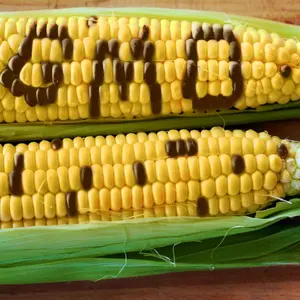 GMO concept on ears of corn