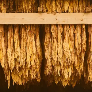 Curing Burley Tobacco Hanging in a Barn
