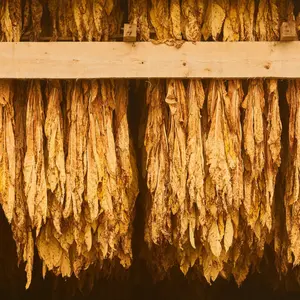 Curing Burley Tobacco Hanging in a Barn Curing Burley Tobacco Hanging in a Barn