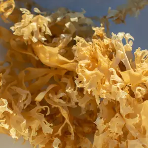 Chondrus Crispus, Golden Irish Sea Moss